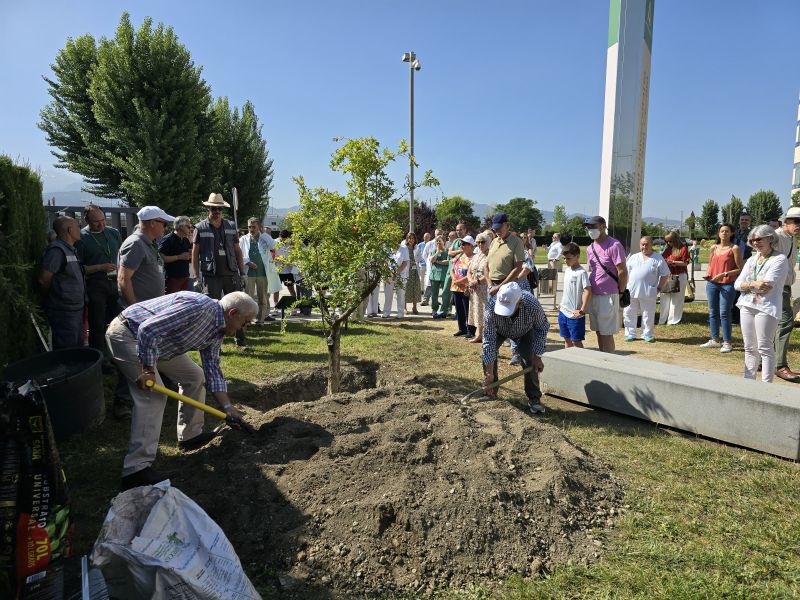 El Clínico San Cecilio amplía su 'Jardín de Vida' con la plantación de un granado en homenaje a las personas donantes de órganos y tejidos